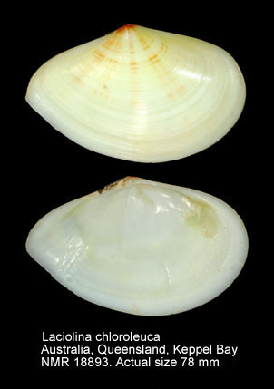 Laciolina chloroleuca.jpg - Laciolina chloroleuca(Lamarck,1818)